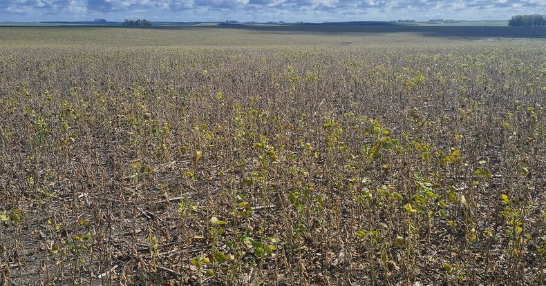 imagen de Sequía impide cosechar el 35% del área de soja sembrada en Uruguay