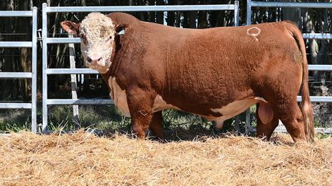 El toro RP 11610 (Kamikaze x Forc Boomer) en un remate de Las Anitas