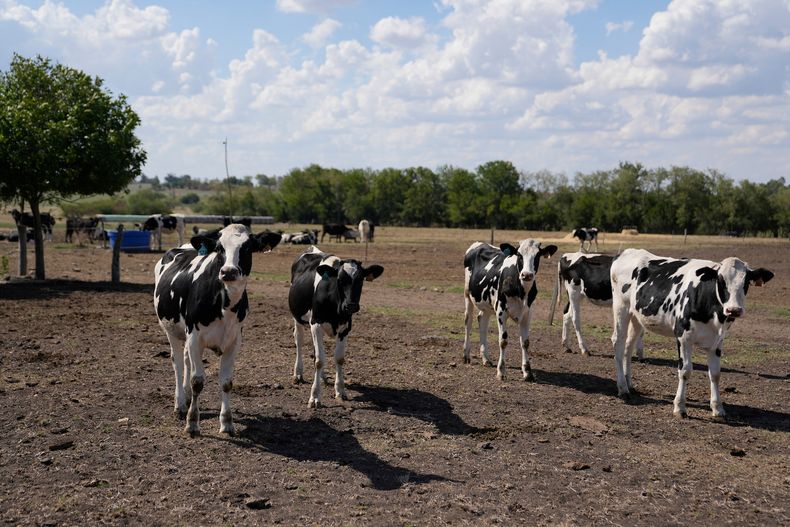 Establecimiento lechero y productor de quesos La Cumbre afectado por la sequía, en Colonia Suiza, Colonia, en 2023.