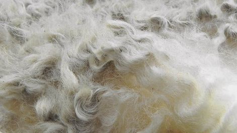 Búsqueda | En Uruguay se conformó un equipo de trabajo y seguimiento, con integrantes de los sectores público y privado, para cumplir con las solicitudes de Cofco