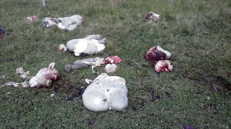 imagen de Dirigentes rurales de todo el país se molestaron ante decisión de la  bancada oficialista por no votar aumento de penas para el abigeato