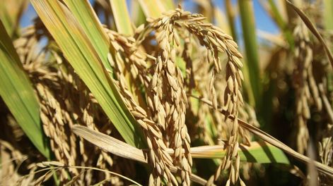 imagen de Bancos privados refinancian al agro pero “caso a caso”