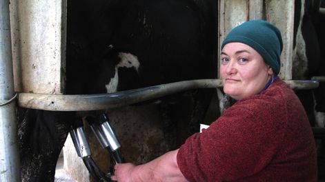Unos 1.800 productores de leche integran Conaprole y deberán votar este viernes. Foto: Nicolás Der Agopián / Búsqueda