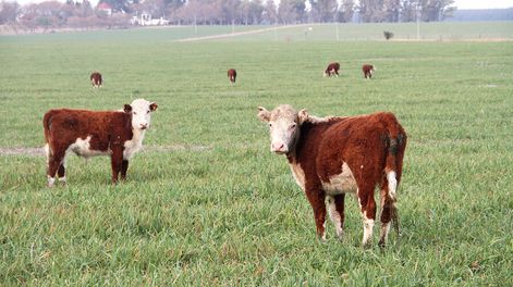 imagen de Monitoreo reveló aumento en los ingresos de los ganaderos,  que en algunos casos llegó al 67%, según el Plan Agropecuario