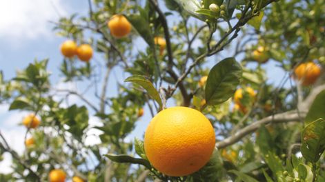 imagen de A pesar de subsidios, la granja sigue perdiendo productores