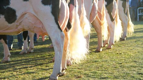 imagen de Una baja mayor en el precio de la leche sería una “catástrofe” para el sector, según afirman las agremiaciones de productores