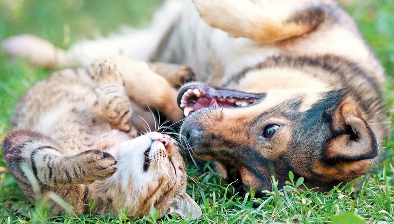 imagen de Cómo combatir las pulgas, el eterno problema de las mascotas