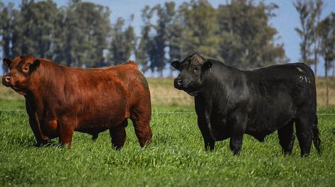 Angus destaca su crecimiento a nivel nacional y con “buen rumbo” genético. Foto: Agro de Búsqueda