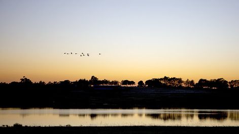 Donde se realiza agricultura intensiva quedan remanentes de áreas naturales que “es necesario preservar”. Foto: Nicolás Garrido / Búsqueda