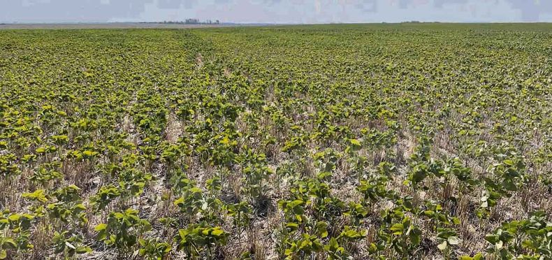 Opypa confirmó que hay un “aumento del endeudamiento”, por la sequía
