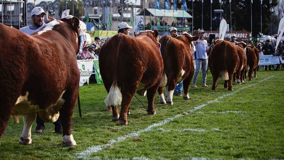 “Cuando los criadores producen una genética rentable, todo su entorno se torna rentable”, aseveró el jurado Hereford. Foto: Agro Búsqueda