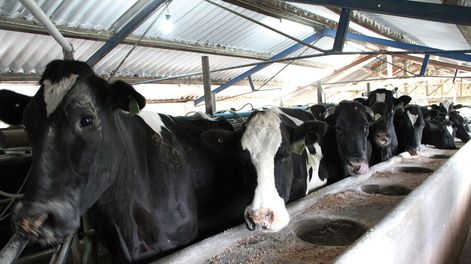 imagen de En 2019 continuó el decrecimiento de la lechería y hubo caída  en la actividad industrial; la producción de leche bajó 4%