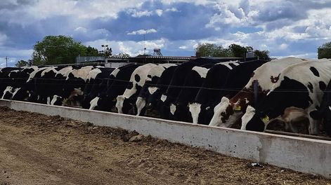 Búsqueda | El presidente de la ANPL dijo que la brecha productiva debe achicarse y planteó mejorar la gestión empresarial. Foto: Agro de Búsqueda