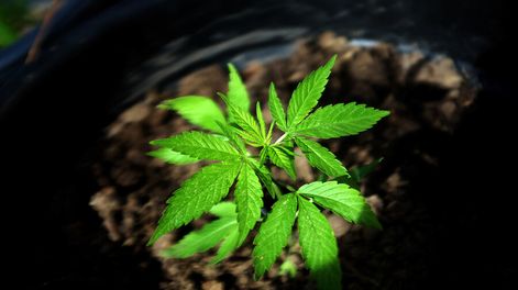 Búsqueda | Los autocultivadores pueden tener hasta seis plantas, según la norma. Foto: Pablo Vignali / adhocFOTOS