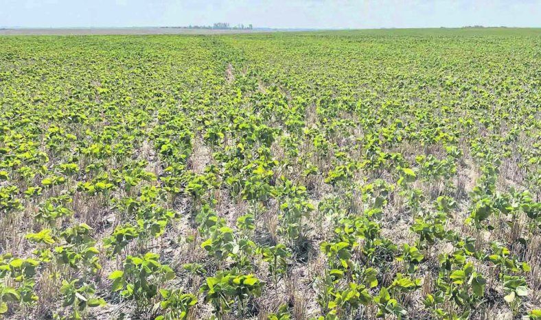 Considerando los actuales precios y costos agrícolas, los productores están exigidos a lograr altos rendimientos para que el negocio sea rentable.