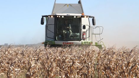 Un nuevo boom agrícola impulsa el mercado de arrendamientos de tierras. Foto: Nicolás Der Agopián / Búsqueda