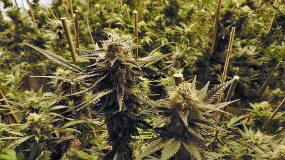 imagen de Junta de Drogas reclama apoyo político del FA a la ley de marihuana imagen de Junta de Drogas reclama apoyo político del FA a la ley de marihuana