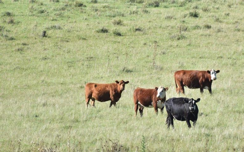 Ganadera campo natural.jpg