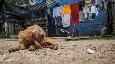 Búsqueda | Foto: Javier Calvelo / adhocFOTOS