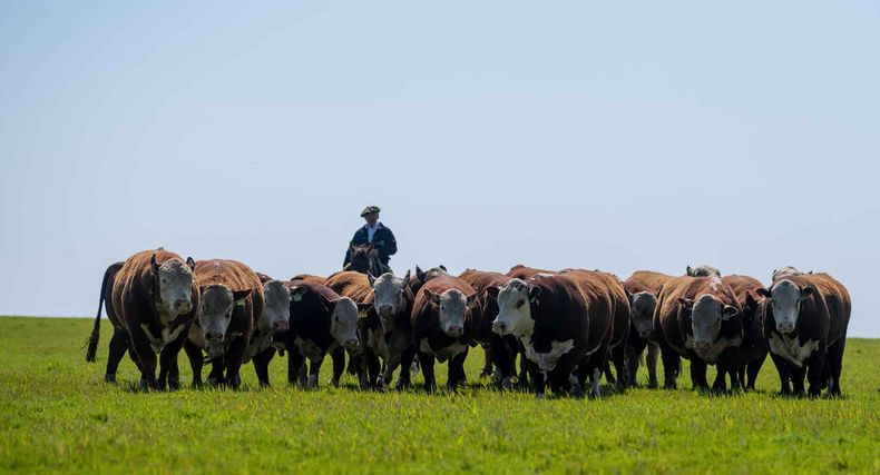 Los toros de esta zafra serán los de mayor precio de la historia en dólares y los más accesibles en kilos de ternero. &nbsp;