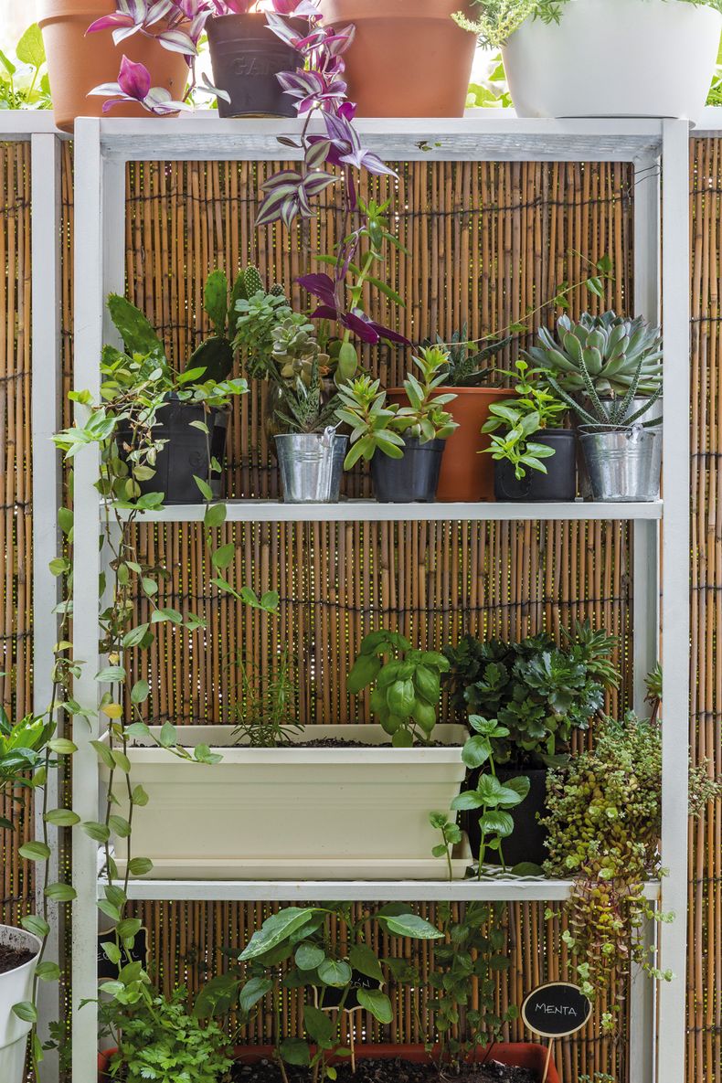 Plantas y huerta de la terraza de Belén Olivera. Foto: Lucía Durán