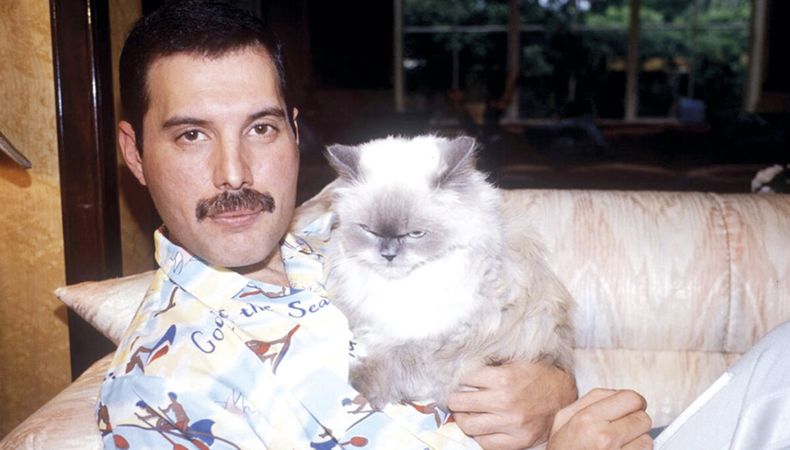 imagen de Los artistas y sus gatos: amor, fascinación e inspiración