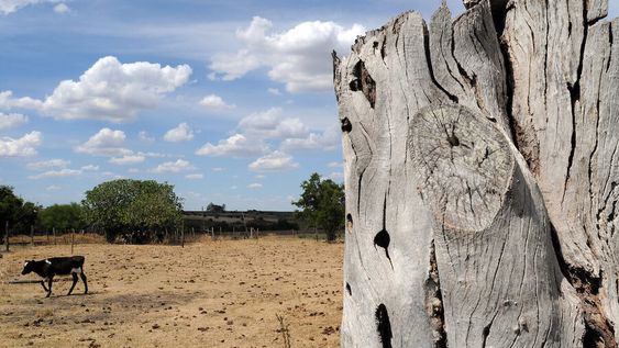 Campos y aguadas secas en un aérea lechera del departamento de Florida. Foto: Ricardo Antúnez / adhocFOTOS Campos y aguadas secas en un aérea lechera del departamento de Florida. Foto: Ricardo Antúnez / adhocFOTOS