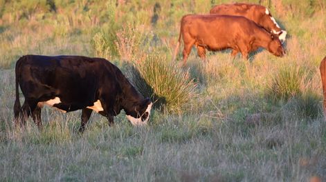 Uruguay demuestra que es posible tener una ganadería sostenible e inclusiva