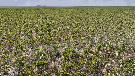 El año que pasó estuvo marcado por la sequía, que determinó un importante descenso en la recaudación de impuestos