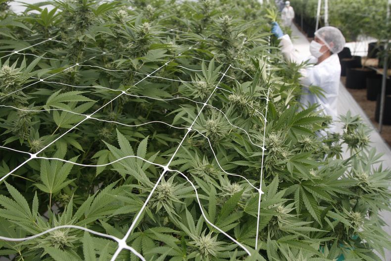 Producción de marihuana en Uruguay&nbsp;