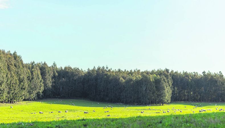 Campos forestación