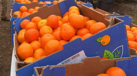 Se presentaron los resultados de la primera medición de huella ambiental del sectorcitrícola