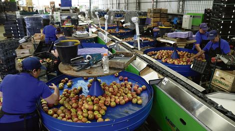 Trabajo de empacado de manzana en Granja Moizo, una empresa familiar de la zona rural de Melilla. Foto: Javier Calvelo, adhocFOTOS