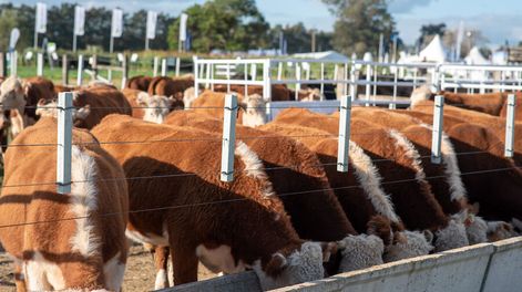 Expo Melilla. Foto: Ricardo Antúnez / adhocFOTOS