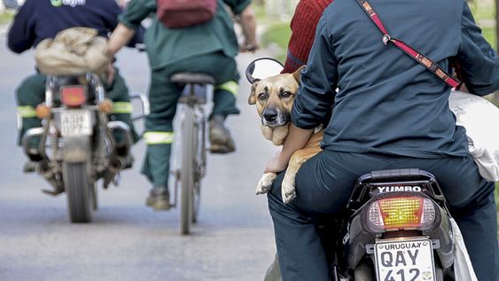 La comuna prevé intensificar los controles a la contaminación sonora producida por vehículos y motos. Foto: Nicolás Garrido / Búsqueda