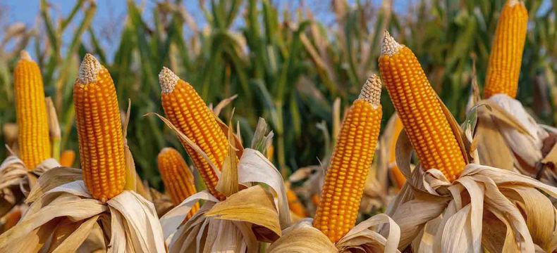 El maíz es por lejos, y cada vez más, el grano más producido y consumido en el planeta