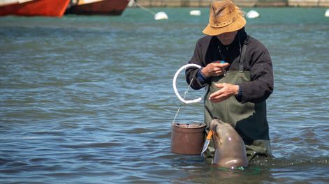 Augusto Barangé entrenar a leones marinos. Fotos: Sea Lion Experience