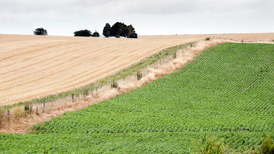 Un campo agrícola en las afueras de Palmitas, Soriano Un campo agrícola en las afueras de Palmitas, Soriano