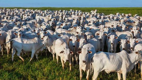 La Unión Europea y Reino Unido prohíben importación de carne brasileña por uso de estradiol; y China le exige trazabilidad de su rodeo para 2025