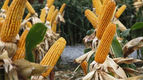 imagen de El cultivo de maíz tiende a crecer, pero enfrenta desafíos
