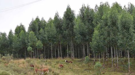 Se define sistema silvopastoril a la práctica de la integración de árboles, forraje y pastoreo de una manera mutuamente beneficiosa