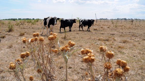 Sequía en un campo en Florida, en 2009.&nbsp;