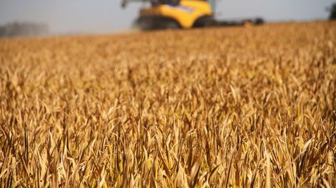 Ponen en duda que un TLC con China derive en una transformación productiva que alcance crecer lo suficiente. Foto: Nicolás Der Agopián / Búsqueda