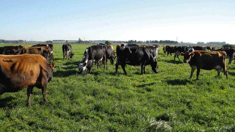 Las nuevas autoridades del INC pretenden priorizar el acceso a la tierra de pequeños y medianos tamberos