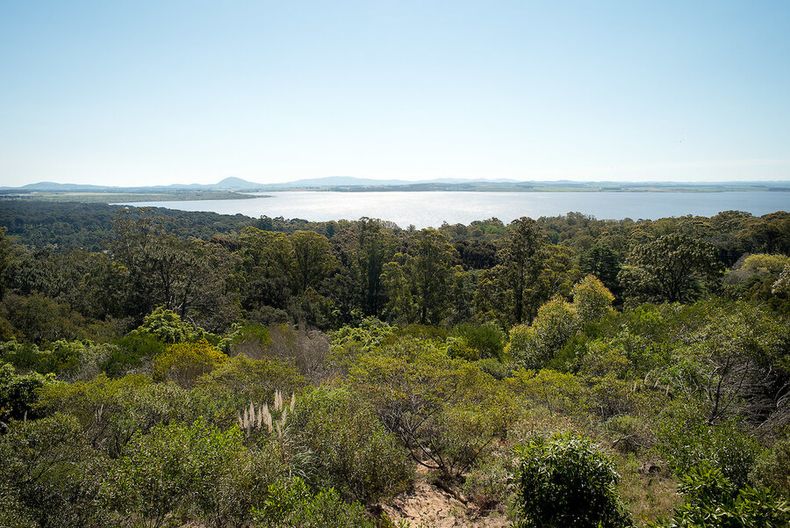 imagen de OSE proyecta tratar con ozono el agua de Laguna del Sauce para combatir las cianobacterias; será pionera en la región