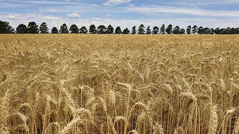 El área de siembra de trigo en 2024 fue de unas 350.000 hectáreas