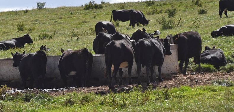 La ganadería regenerativa consiste en divisiones, con agua en la parcela y 5% de forestación, como cortina de sombra y abrigo