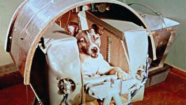 Laika, la perra enviada al espacio para probar que un ser vivo podía soportar un despegue; nadie se preocupó en cómo regresaba a la Tierra.