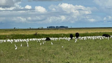 Los sistemas arroceros siempre han sido y seguirán siendo sostenibles, afirmó el presidente de ACA, Alfredo Lago (Crédito: Archivo ACA)