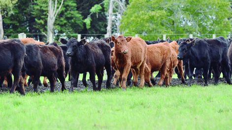 El 2024 fue positivo para casi todos los rubros del agro; el 2025 asoma con grandes desafíos